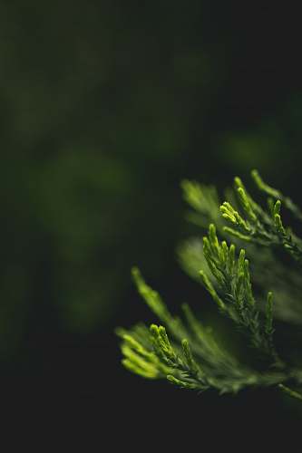 plant shallow focus photography of green leaves tree