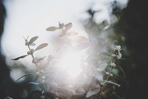 flower white petaled flowers shined by sunlight flare