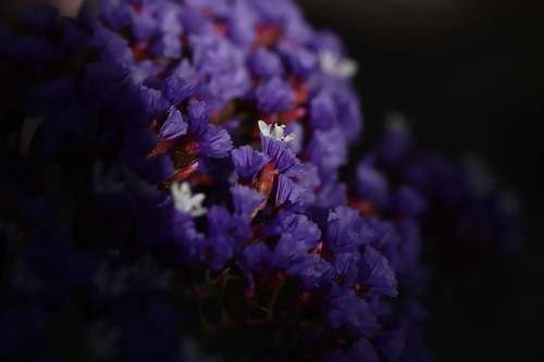 person selective focus photography of purple petaled flowers people