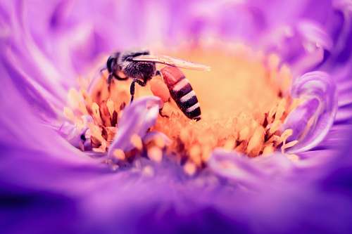 pollen black and white bee on yellow and purple flower bee