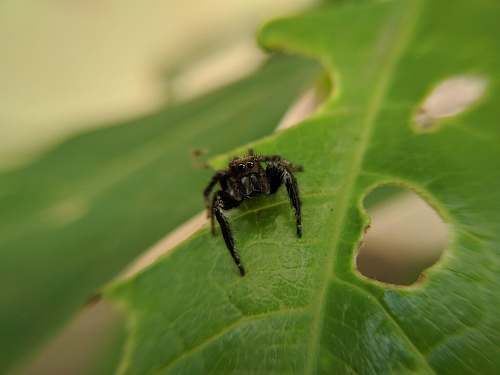 animal black spider on green leaf spider