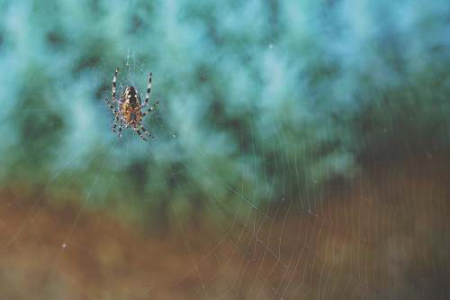 arachnid brown and black spider on web spider