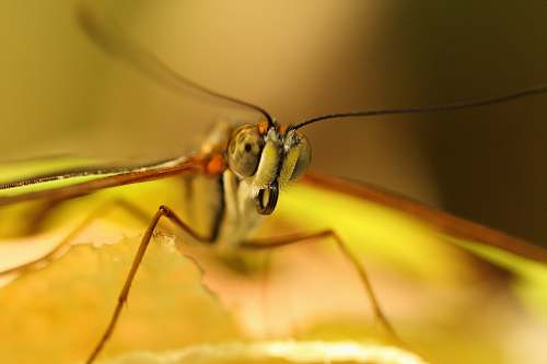 animal green dragonfly in macro shot invertebrate
