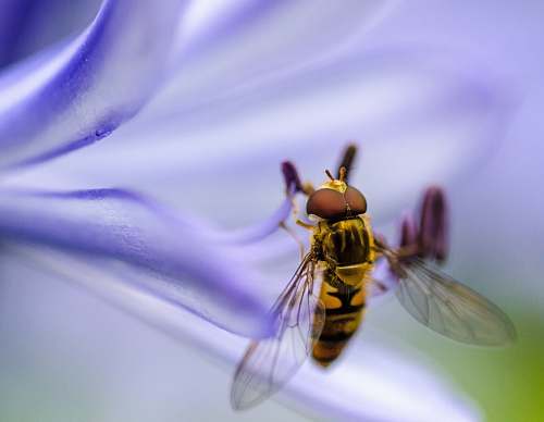 bee micro photography of brown and black fly on purple petaled flower wasp