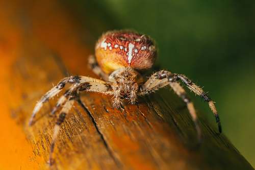 spider orange and brown spider arachnid