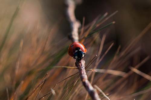 ladybird red 7-spotted ladybird on gray wooden tree branch closeup photography twig