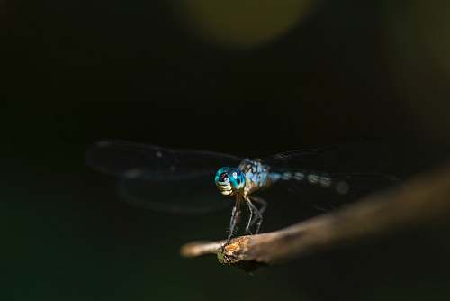 dragonfly shallow focus photography blue dragonfly twig
