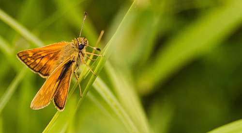 butterfly shallow focus photography of brown moth animal