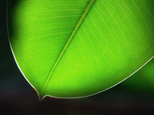 plant close-up photo of green leaf ball