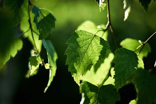 tree closeup photo of green leaf shadow