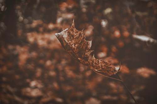 brown closeup photograph brown dried leaf single leaf