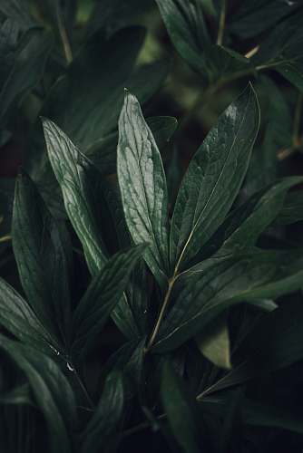 plant green plant sweden