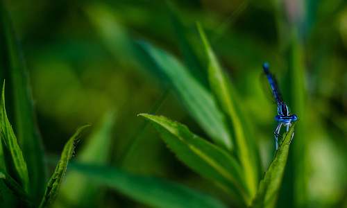 plant selective focus photo of blue dragonfly on green grass green