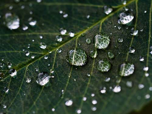nature droplets on green leaf water
