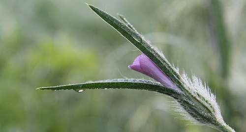 plant photo of purple petaled flower in bloom nature