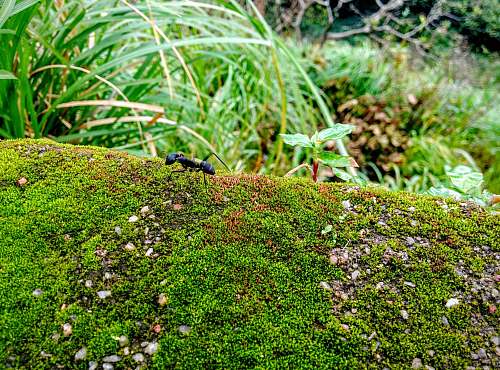 plant flying insect on ground ant