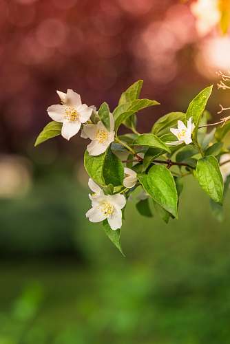 flower closeup photo of white petaled flower plant