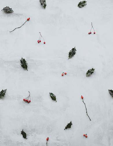 grey green leaves and red fruits outdoors
