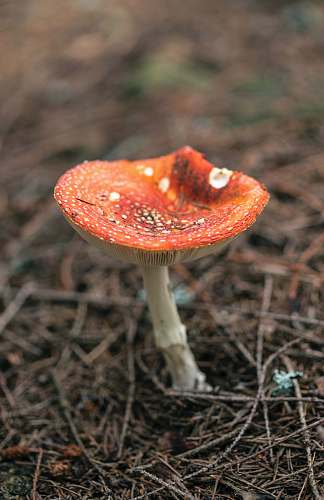 fungus selective focus photography of orange mushroom forest