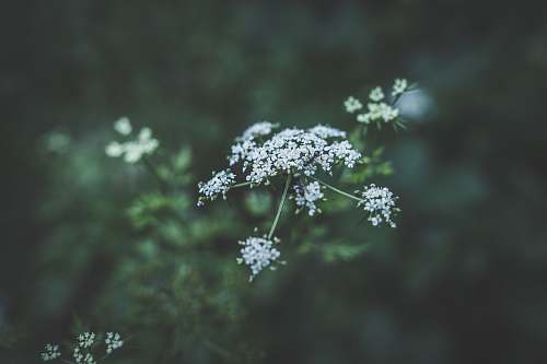 plant selective focus photography of white petaled flowers flowers