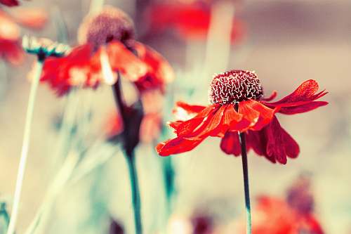 flower shallow focus photo of red flowers flowers