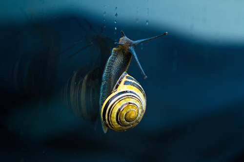animal yellow and brown snail top of body of water snail