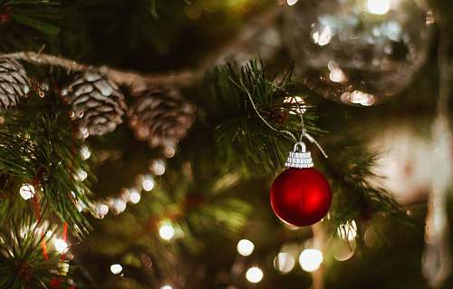 tree shallow focus photography of red bauble england