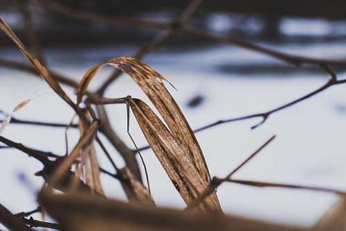 grass  food