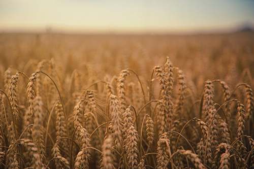 grain brown wheatfield food