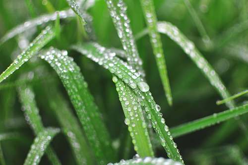 droplet close-up photo of water dew on linear leaves grass