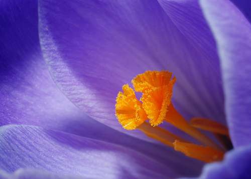 flower closeup photo of purple petaled flowers flora