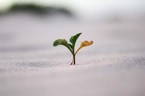 nature closeup photography of plant on ground sprout