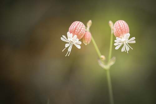 flower closeup photography of two white petaled flowers blossom