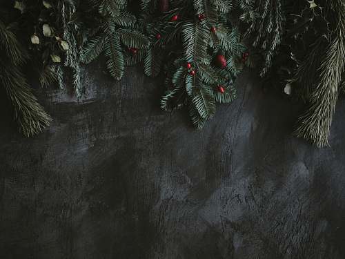 tree gray pine leaves on gray surface festive
