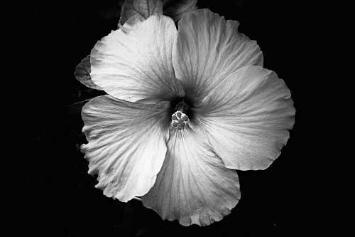 flower grayscale photography of flower black-and-white