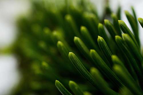 tree green grass conifer