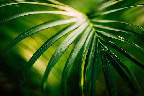 green green leaf leaves