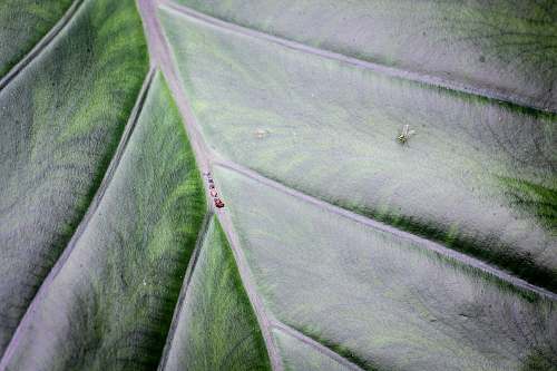 insect green leaf leaf