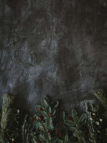 tree green leaf grey