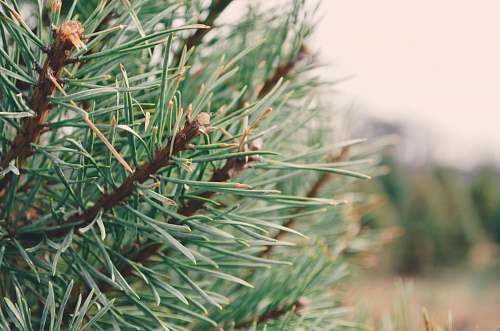 tree green-leafed plant pine