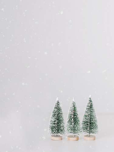 tree green pine trees under snowy weather abies