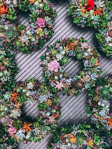 wreath green round succulent plants succulent
