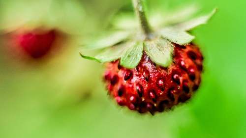 food macro photography of red fruit fruit