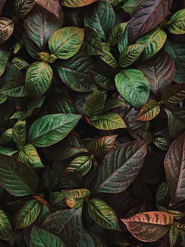 nature ovate green leaf plant acanthaceae