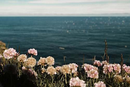 flower pink flowers near the ocean flowers