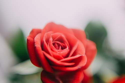 flower red-petaled rose rose