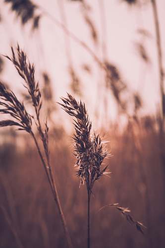 grass selective focus of plants flora