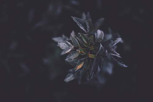 grey selective focus photography of green plant tree