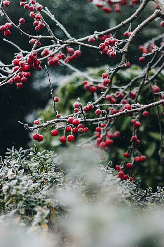 tree selective focus photography of red fruits during daytime christmas tree