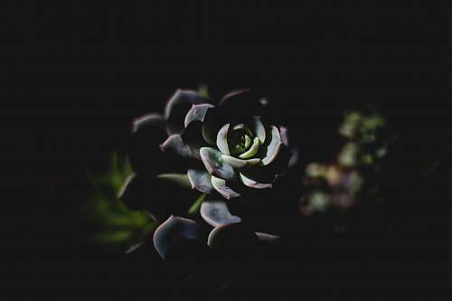 dark selective focus photography of succulent plant flower